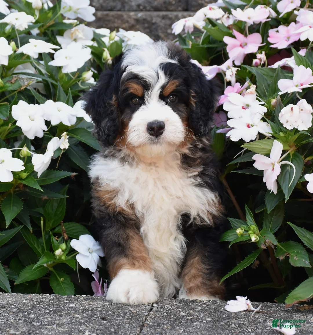 Mini Bernedoodle dogs for sale: Bear  - Ad 2