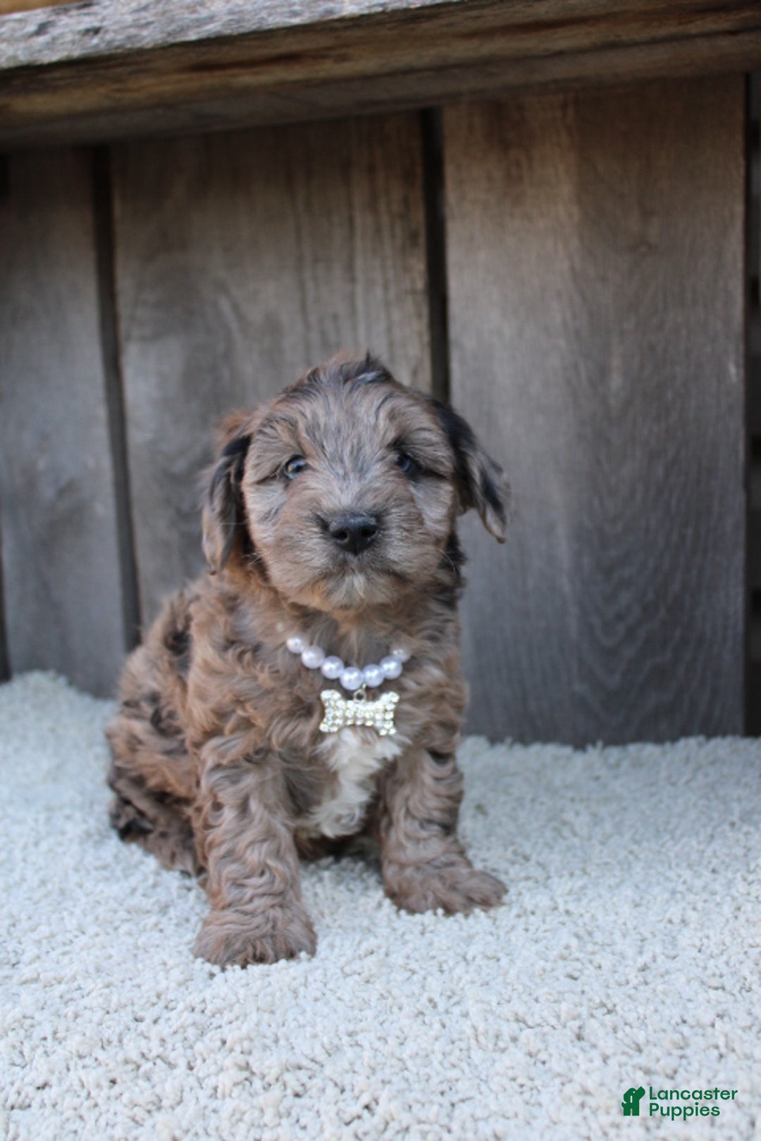 Yorkiepoo dogs for sale: FELIX - Ad 2