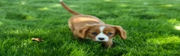 Cavalier King Charles Spaniel dogs for sale: Frankie 🐶 - Ad 9