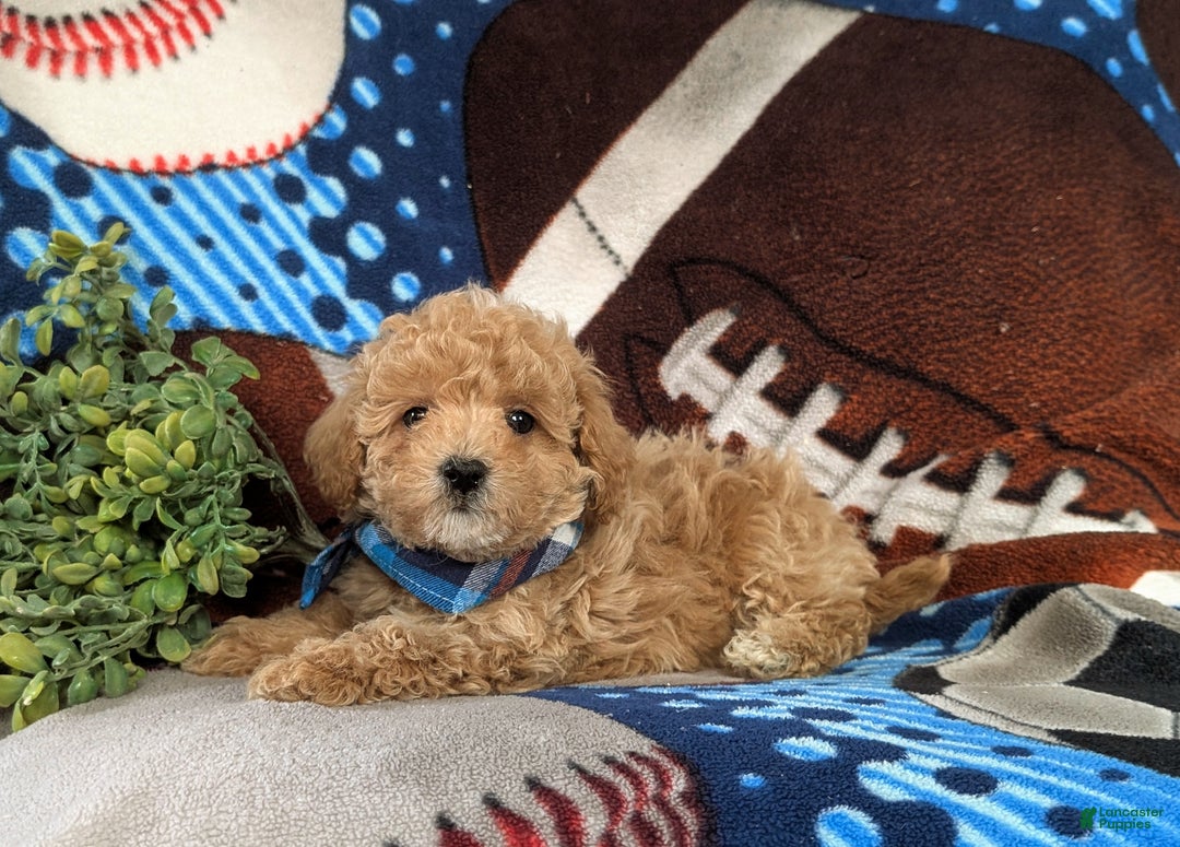 Maltipoo dogs for sale: Curtiss  - Ad 6