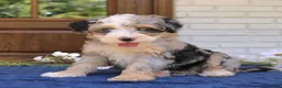 Mini Bernedoodle dogs for sale: Willow  - Ad 3