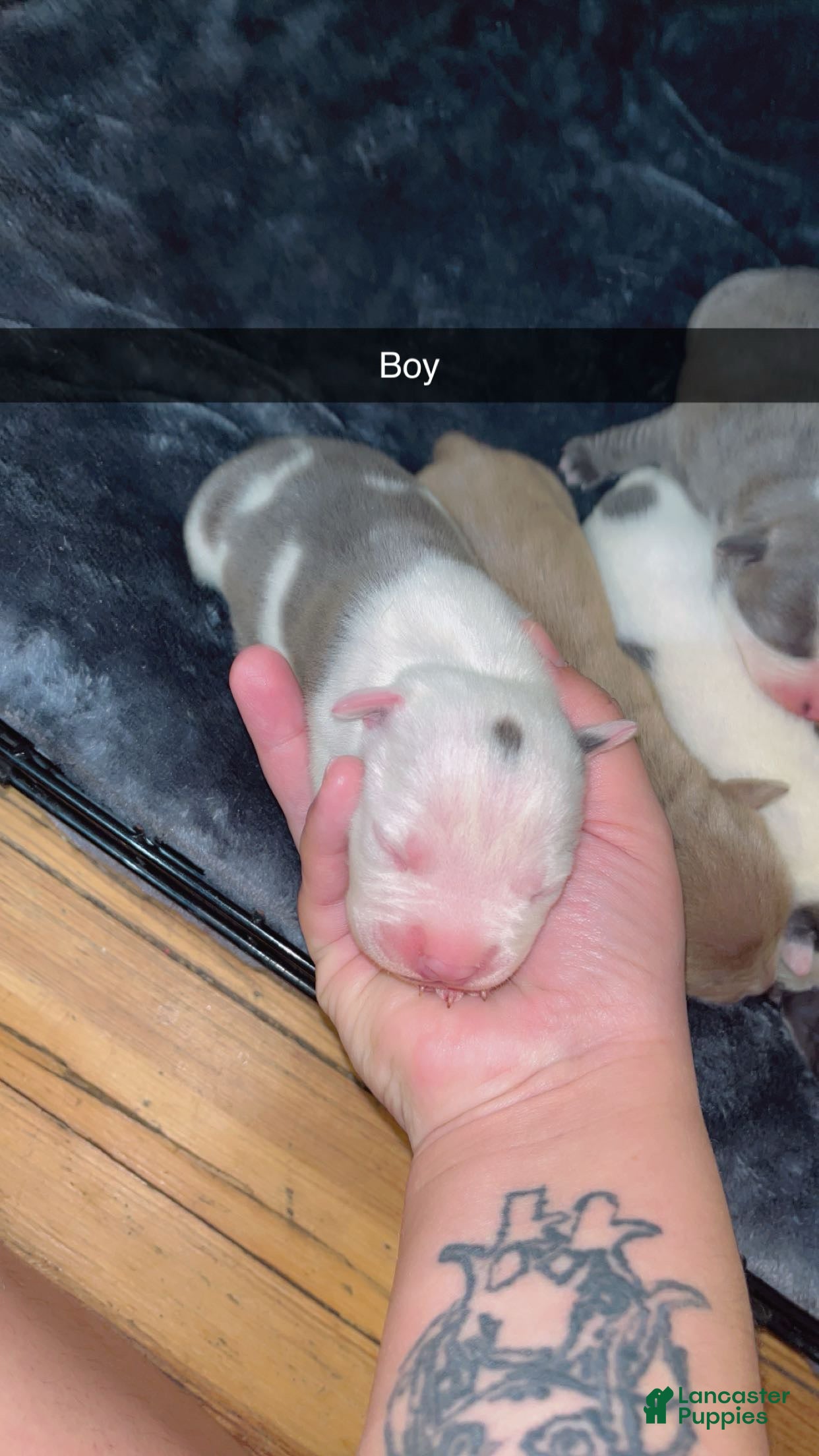 Mixed Breed dogs Mixed Breed Puppy 7 - Ad 19