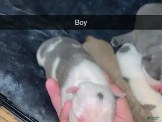 Mixed Breed dogs Mixed Breed Puppy 7 - Ad 19