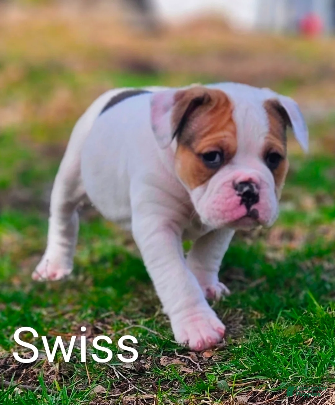 Olde English Bulldogge dogs for sale: Swiss FEMALE - Ad 1