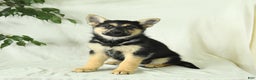 Gerberian Shepsky dogs for sale: Montana - Ad 4