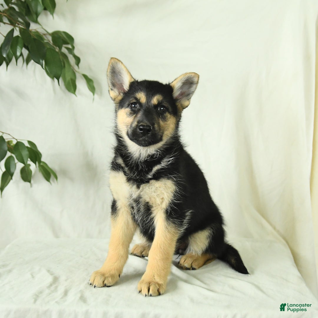Gerberian Shepsky dogs for sale: Montana - Ad 4
