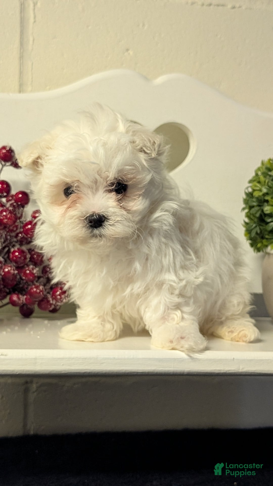 Maltese dogs for sale: Baxter  - Ad 2