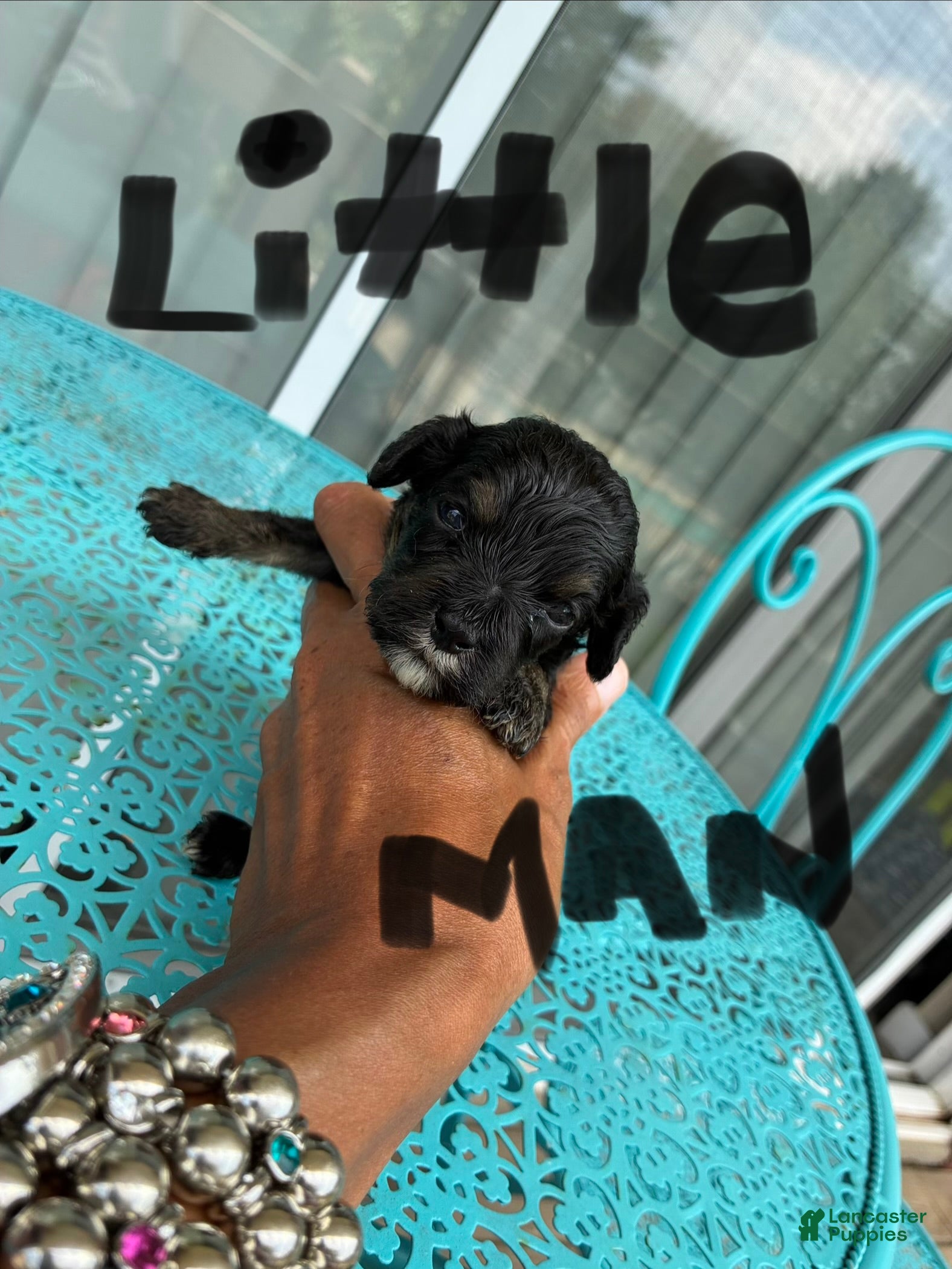 Cockapoo dogs  6. Little man - Ad 12