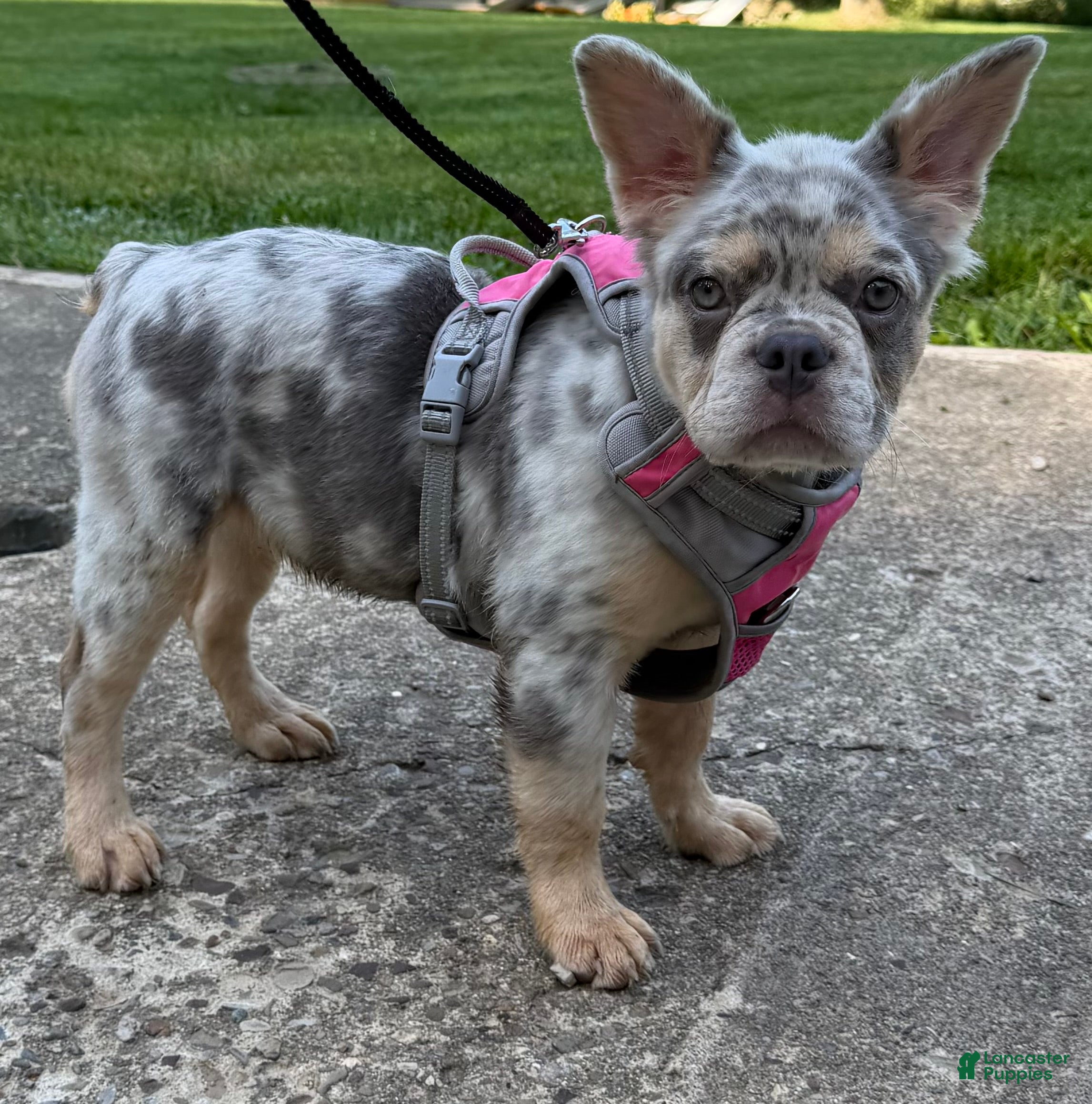 French Bulldog dogs Sophie - Ad 2