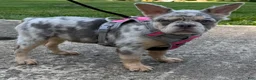 French Bulldog dogs for sale: Sophie - Ad 2