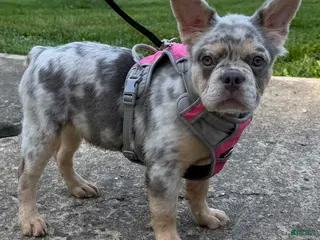 French Bulldog dogs Sophie - Ad 2