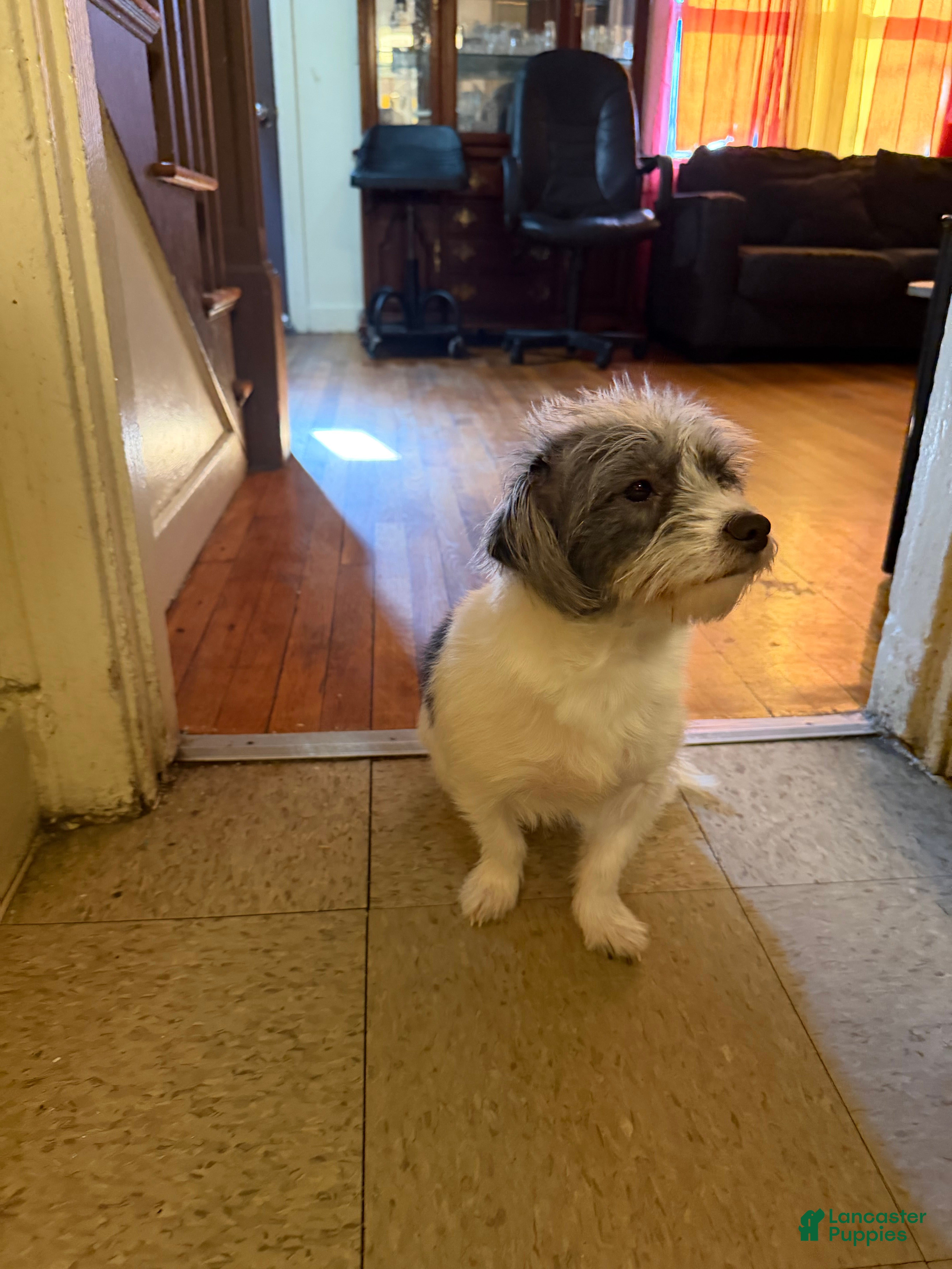 Mixed Breed dogs Mixed Breed Puppy 1 - Ad 2