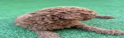 Standard Poodle dogs for sale: Cooper - Ad 3