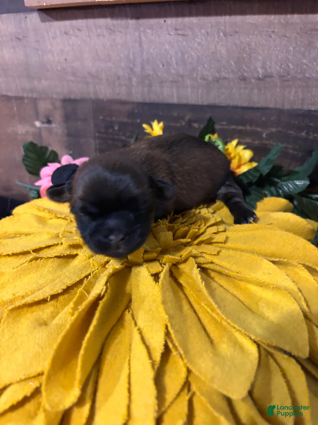 Shih Tzu dogs for sale: Shih Tzu 3 - Ad 1