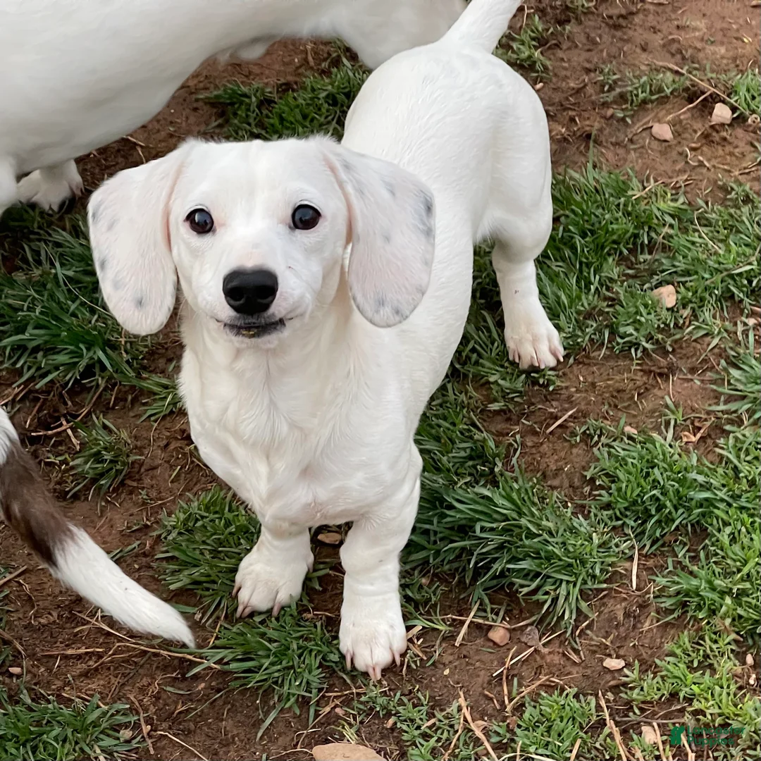 Dachshund dogs for sale: Ivory - Ad 2