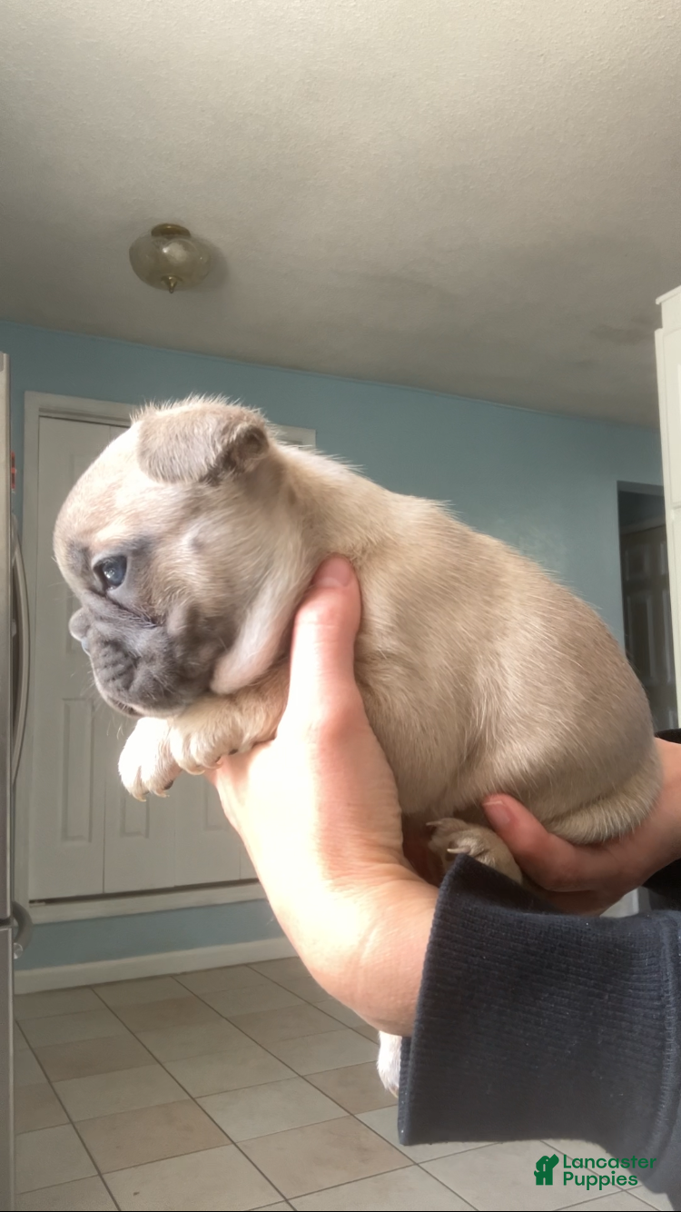 French Bulldog dogs Spud - Ad 13