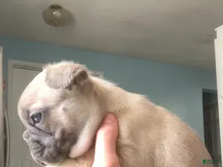 French Bulldog dogs Spud - Ad 41