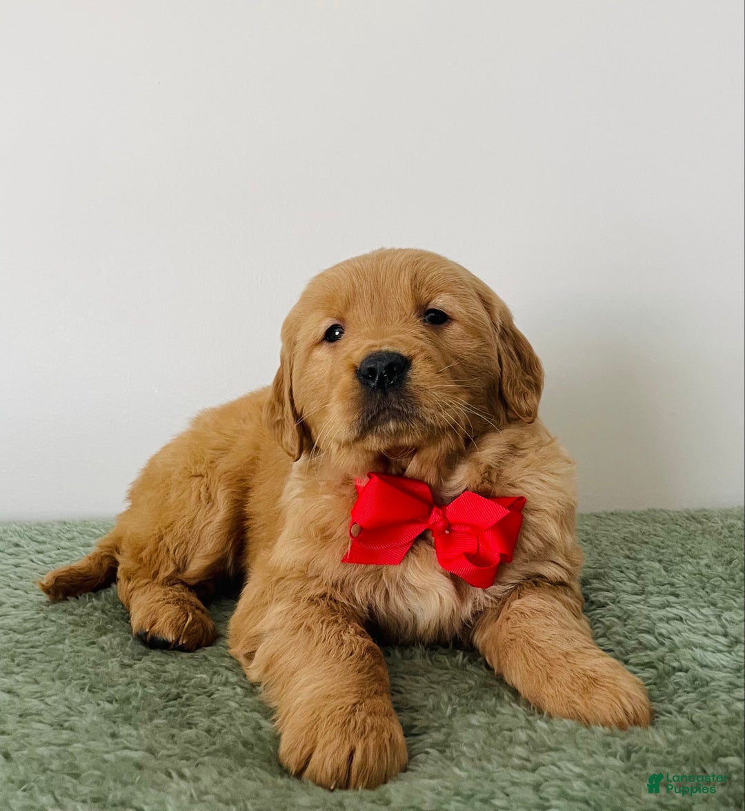 Golden Retriever dogs for sale: Nova - Ad 5