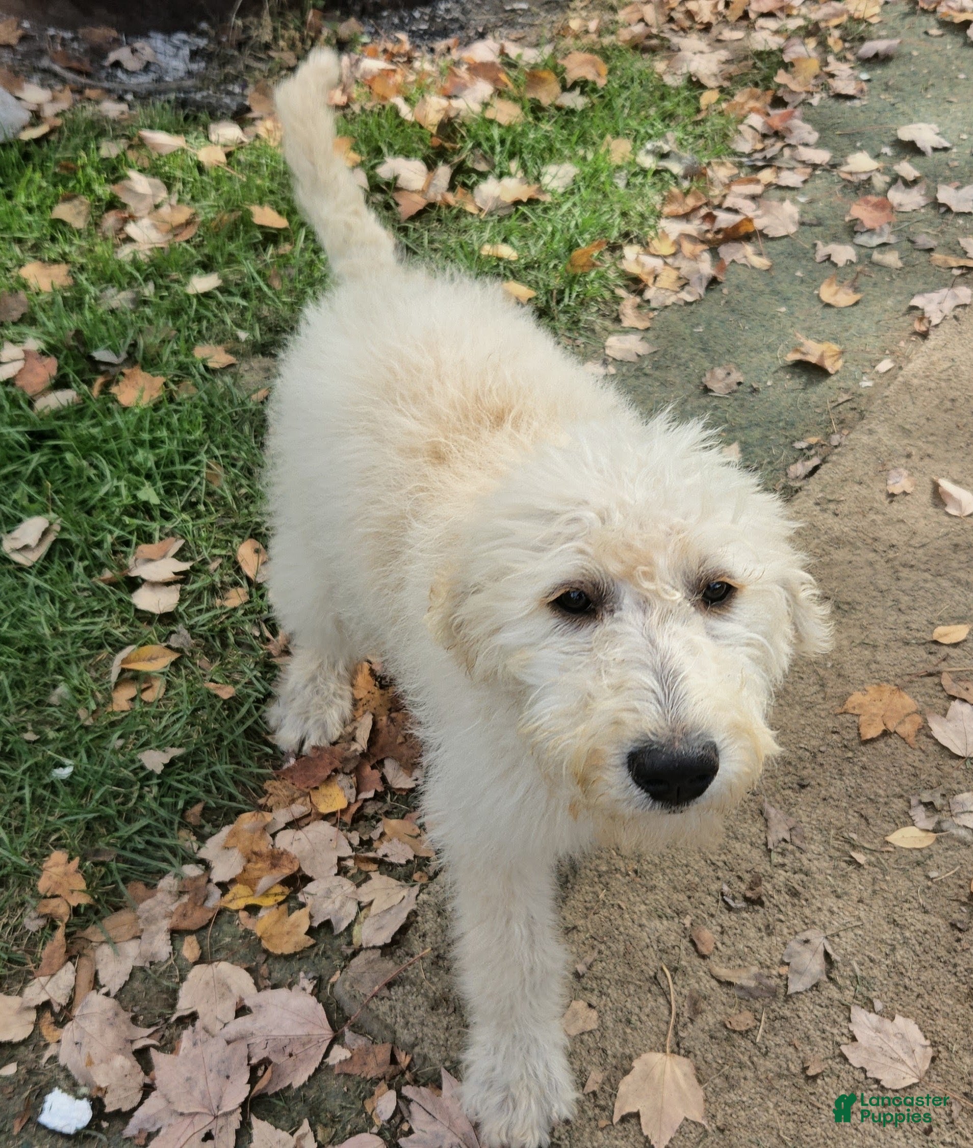 Labradoodle dogs TIA - Ad 1
