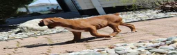 Boxer dogs for sale: Atticus - Ad 4