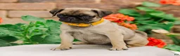 Pug dogs for sale: Sophie  - Ad 1