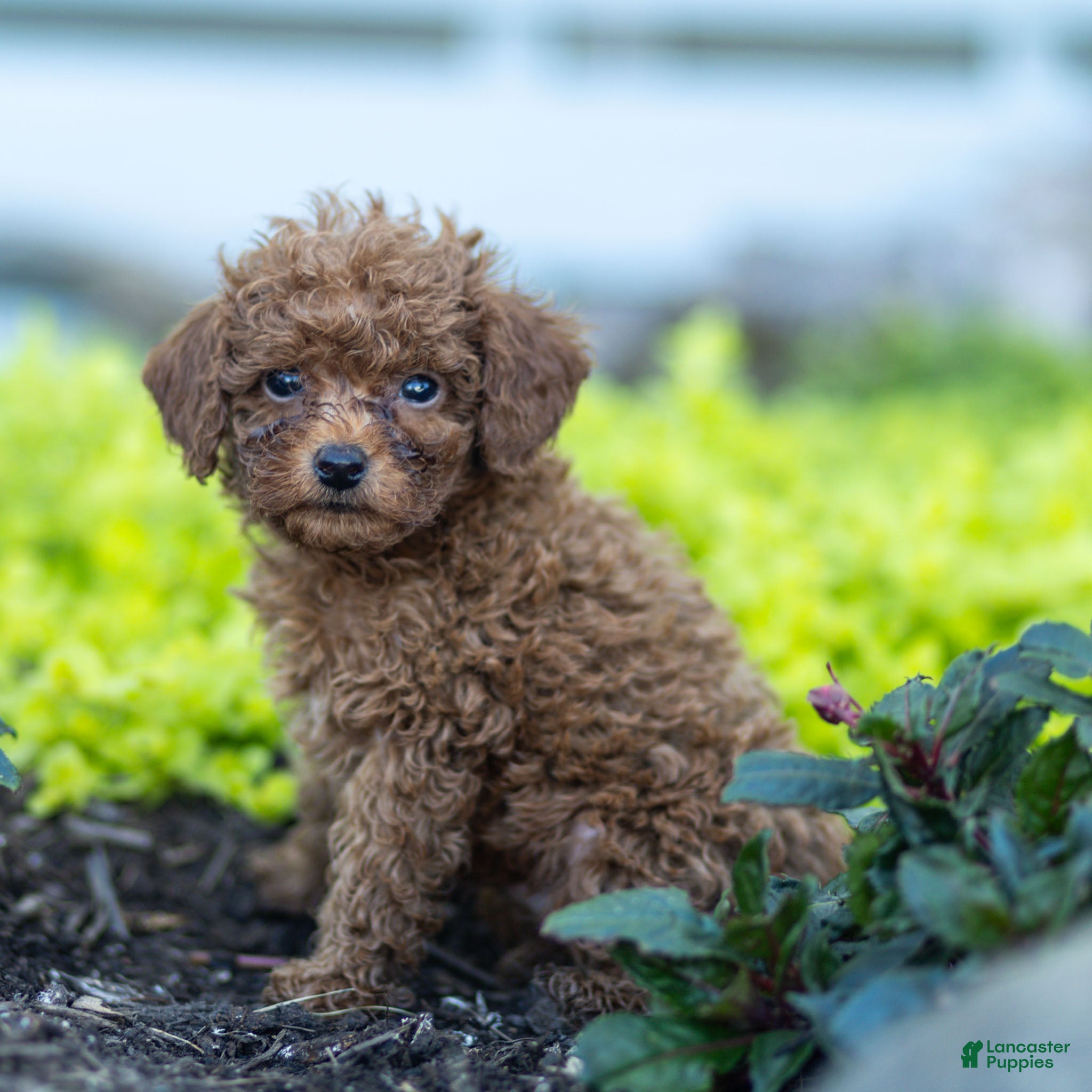 Toy Poodle dogs Guther Toy Poodle  - Ad 1