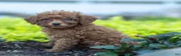Toy Poodle dogs for sale: Guther Toy Poodle  - Ad 1