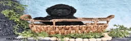 Havapoo dogs for sale: Midnight - Ad 3