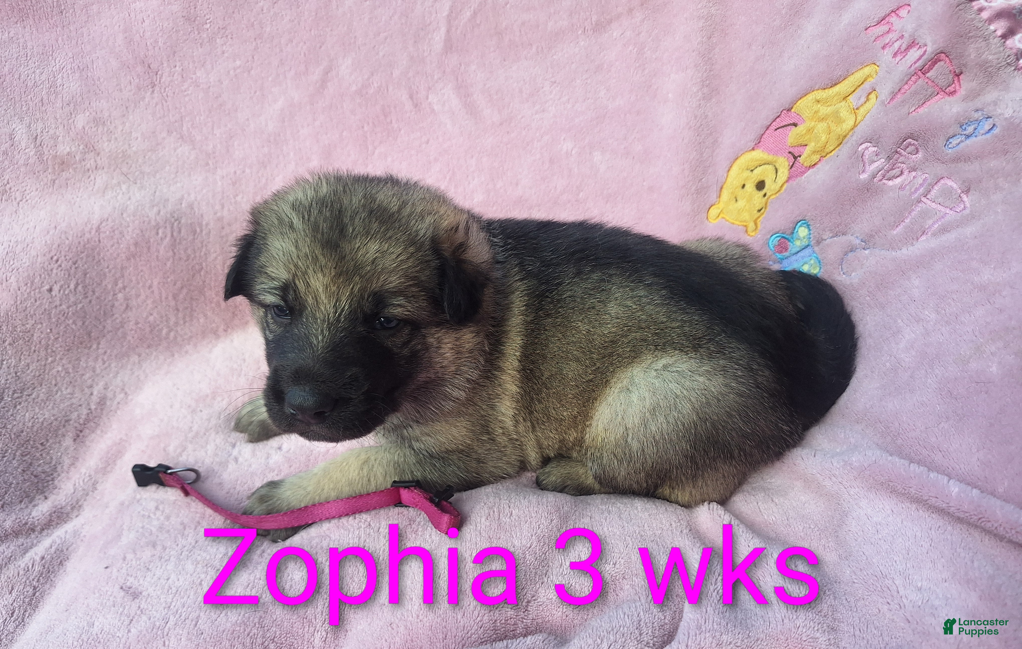 German Shepherd dogs Zophia  - Ad 1