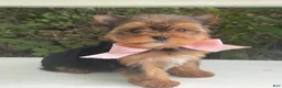 Biewer Terrier dogs for sale: Inka - Ad 11
