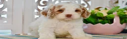 Cockapoo dogs for sale: Claudia - Ad 10