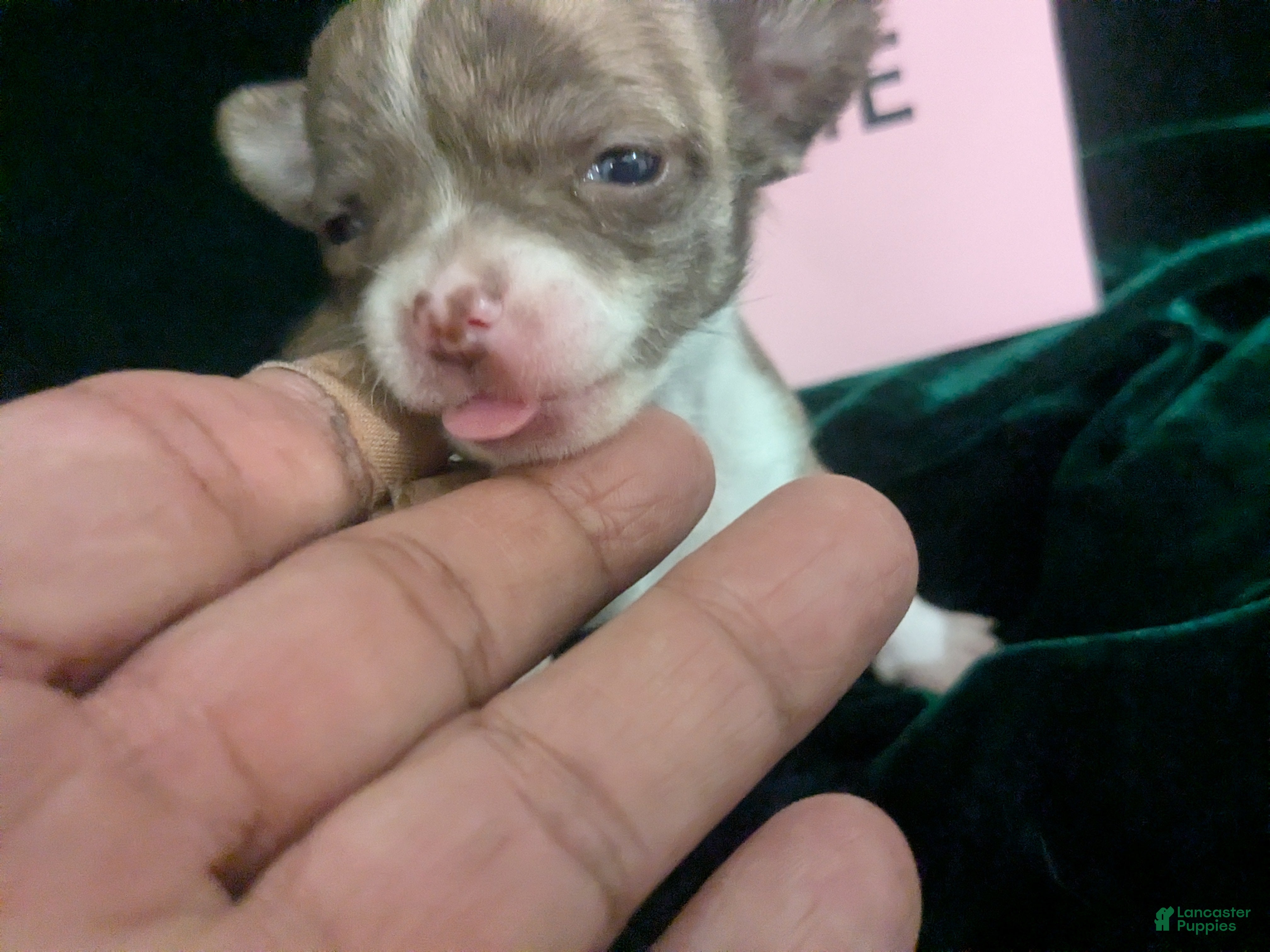 Chihuahua dogs Smooth Coat Tiny Teacup Cookie  - Ad 15