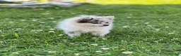 Pomeranian dogs for sale: Bluey - Ad 16