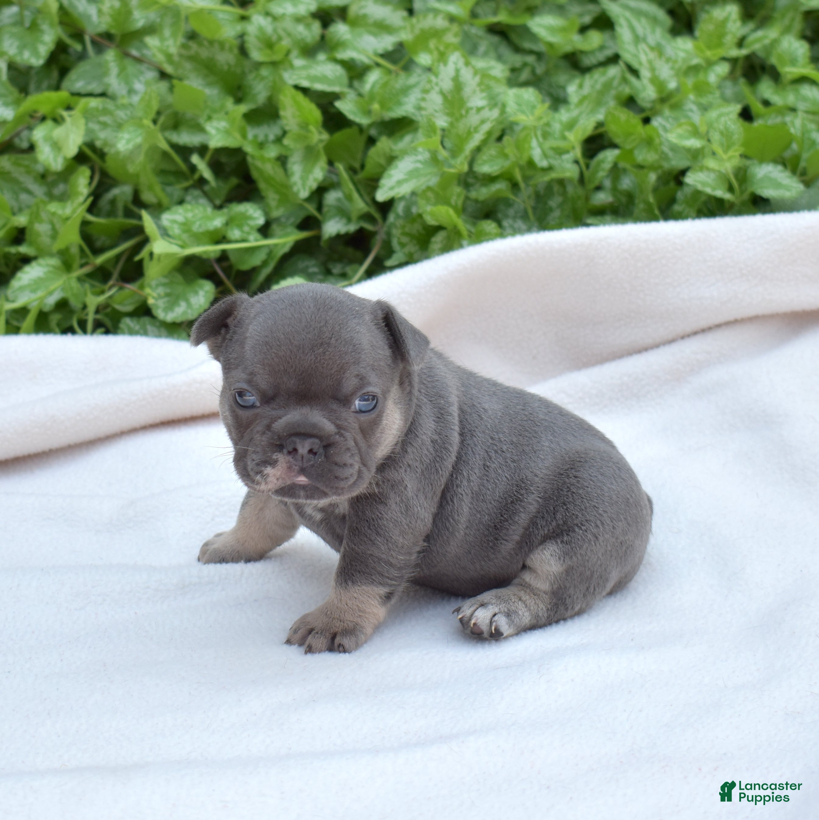 French Bulldog dogs Zoey - Ad 2