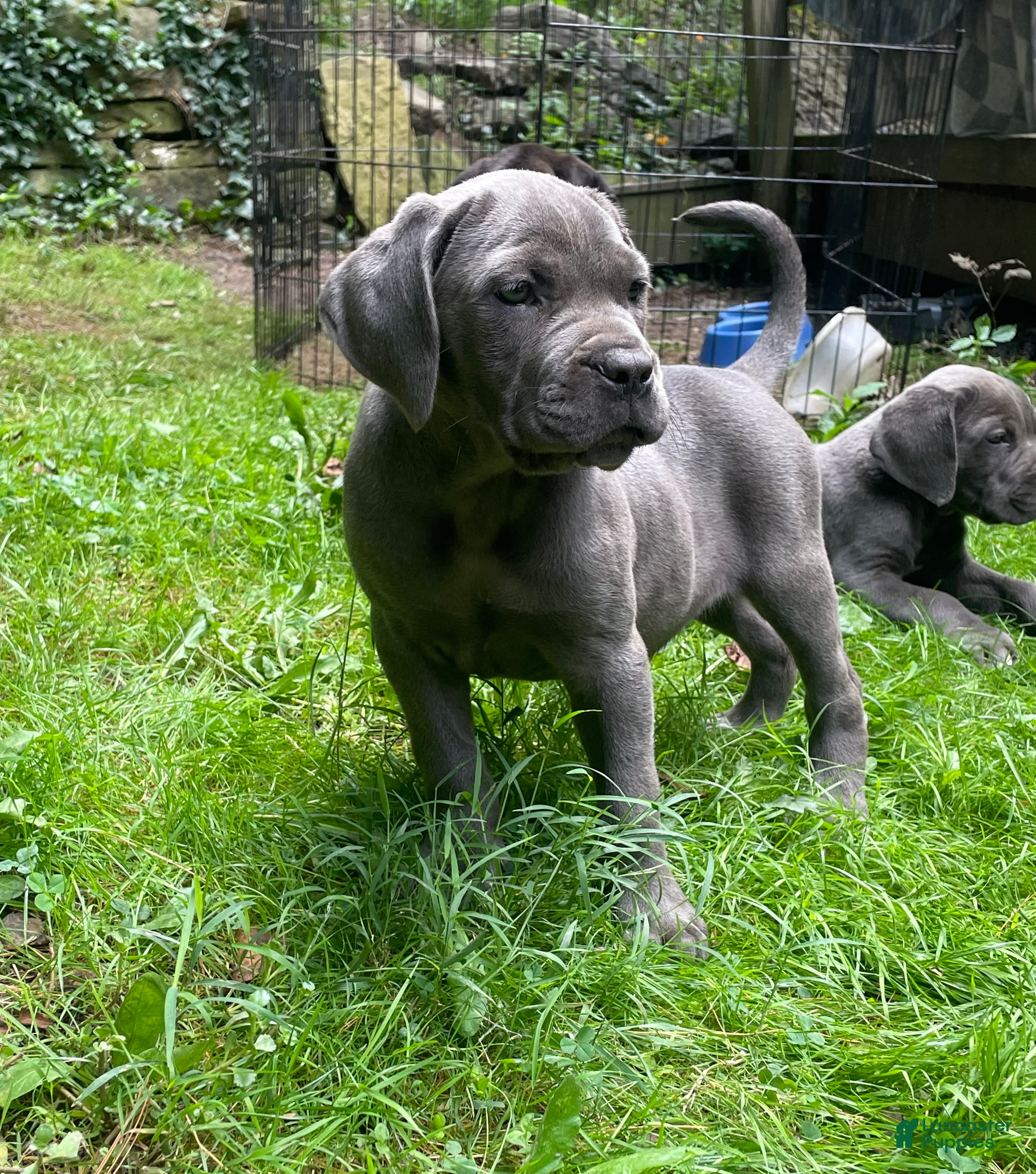 Cane Corso dogs  Love - Ad 40