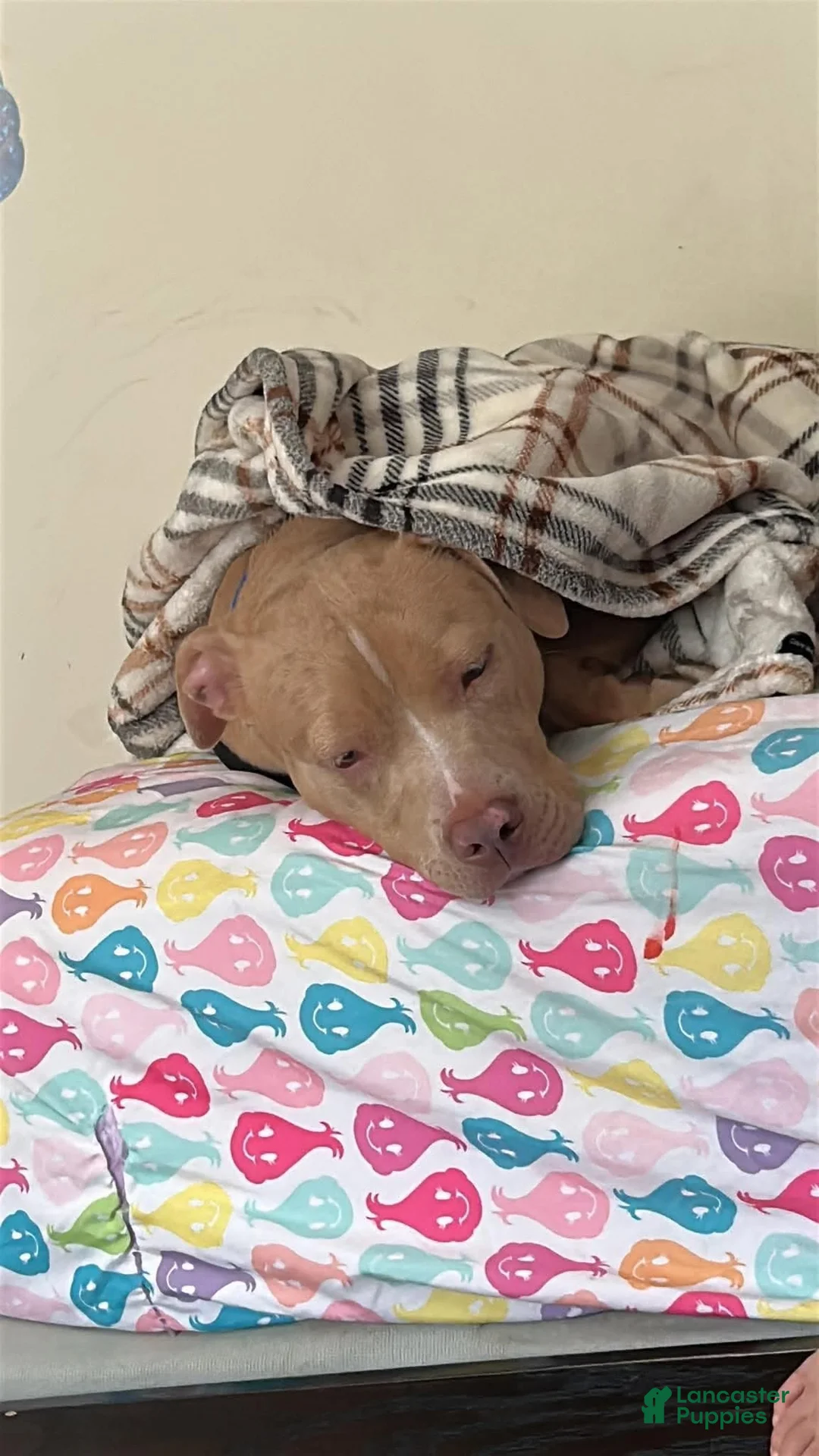 American Pit Bull Terrier dogs for sale: My sweet boy  - Ad 2