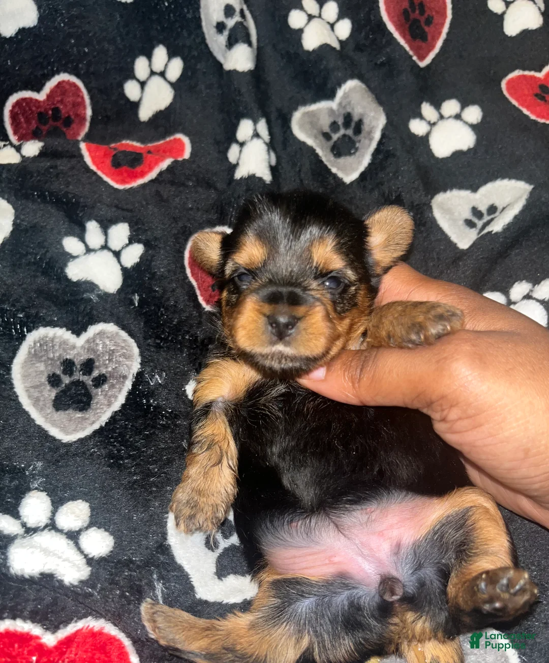Yorkiepoo dogs for sale: Sweetie pie  - Ad 1