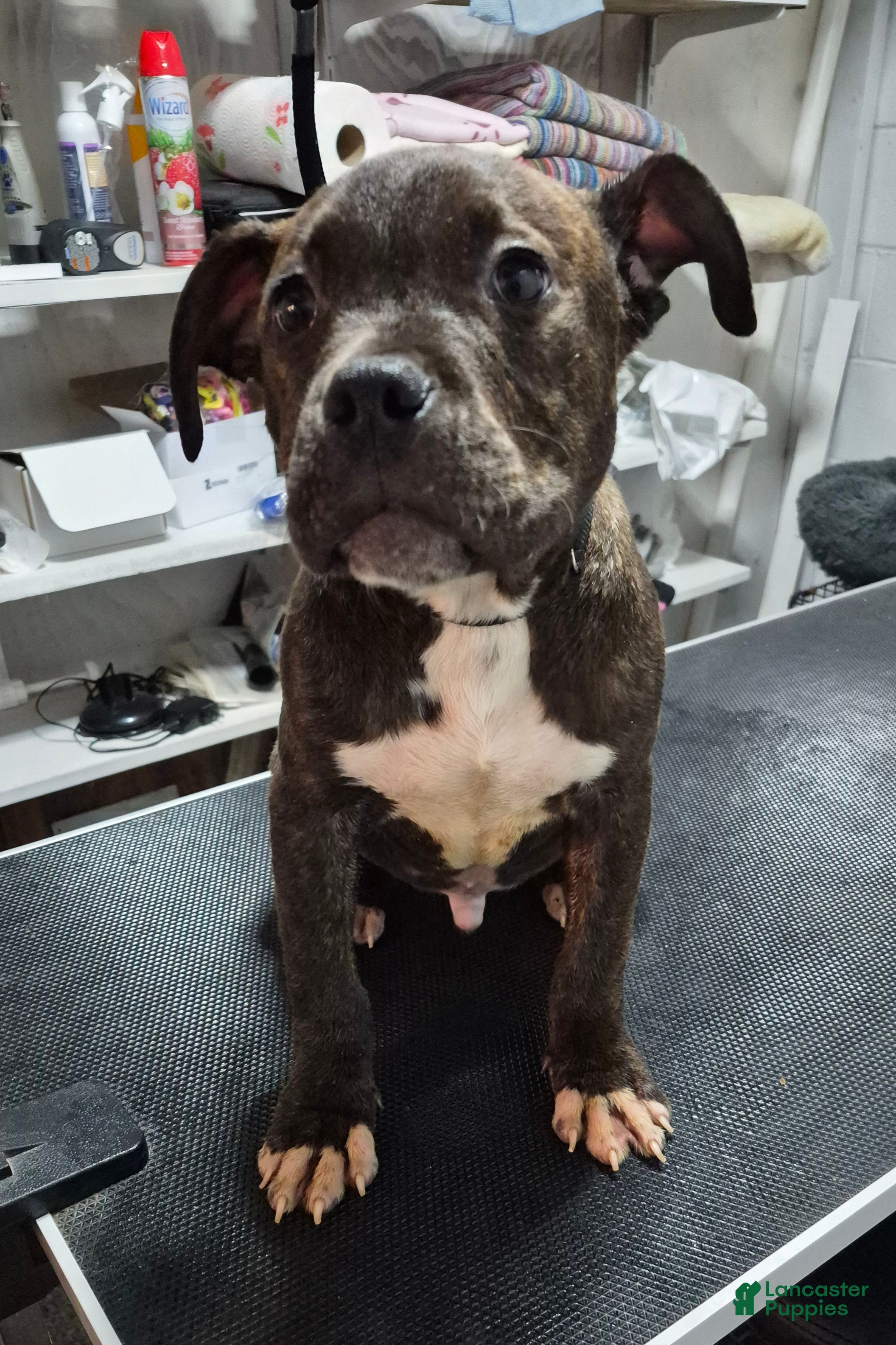 American Bully dogs American Bully Pumba - Ad 1