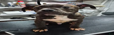 American Bully Pumba