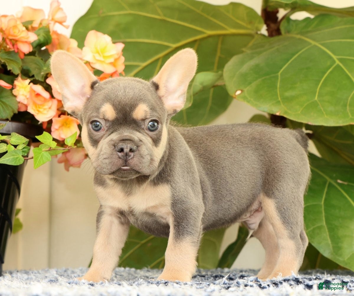 French Bulldog dogs Baker - Ad 1