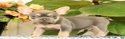 French Bulldog dogs for sale: Baker - Ad 1