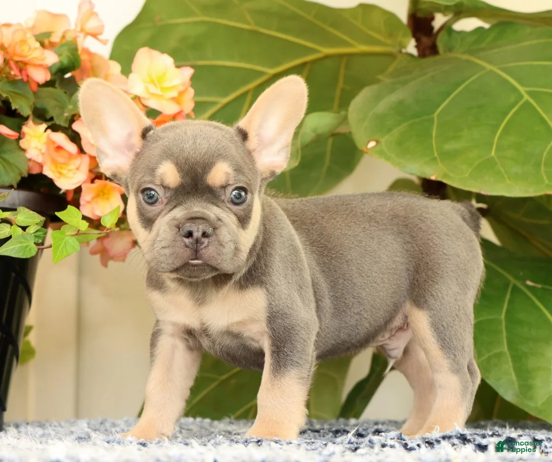 French Bulldog dogs for sale: Baker - Ad 1