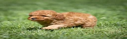 Miniature Poodle dogs for sale: Charm Miniature Poodle  - Ad 4