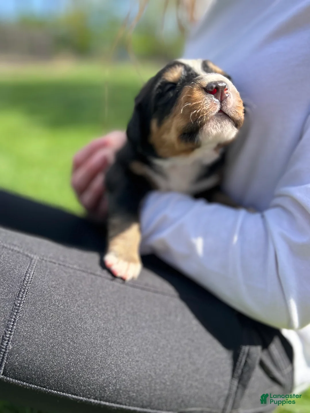 Bernese Mountain Dog dogs for sale: Bernese Mountain Dog Puppy 5 - Ad 2