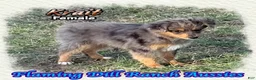Toy Australian Shepherd dogs for sale: Rattler - Ad 6