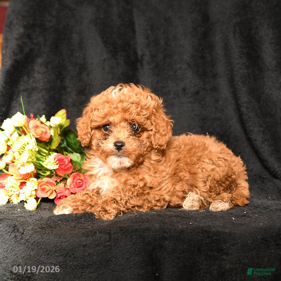 Miniature Poodle dogs Floofer - Ad 2