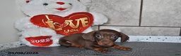 Miniature Dachshund dogs for sale: Benny - Ad 4