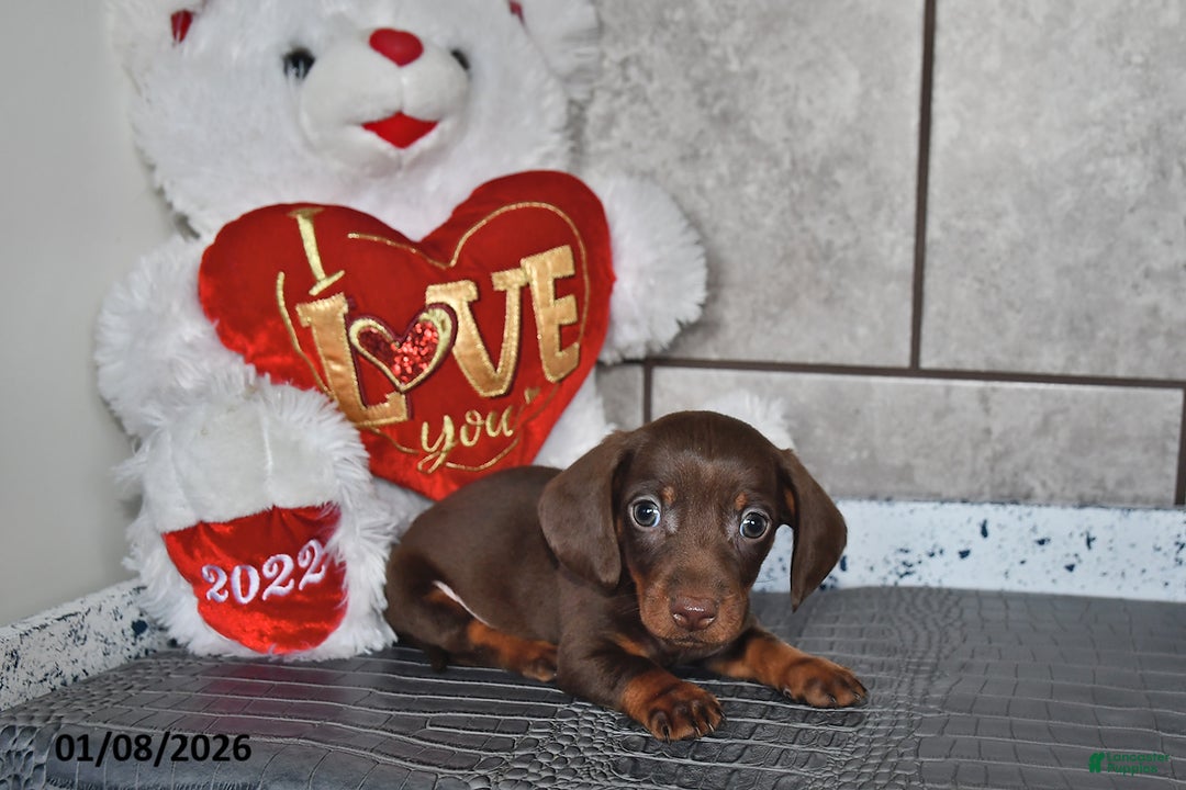 Miniature Dachshund dogs for sale: Benny - Ad 4