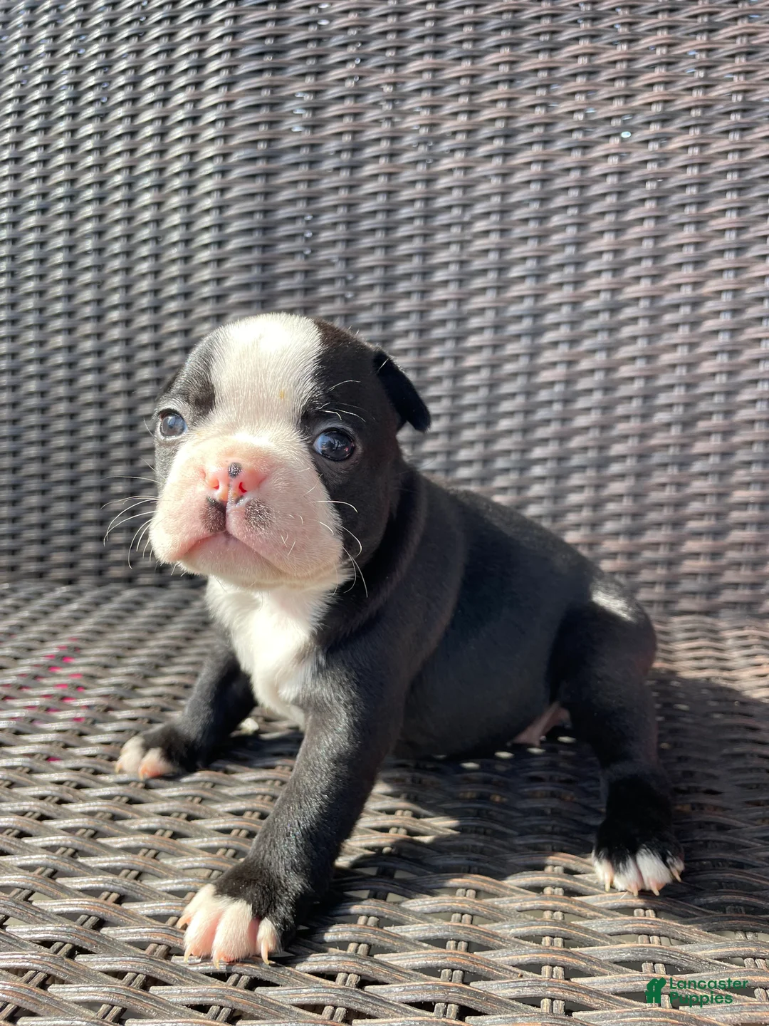 Boston Terrier dogs for sale: Boston Terrier 3 - Ad 1