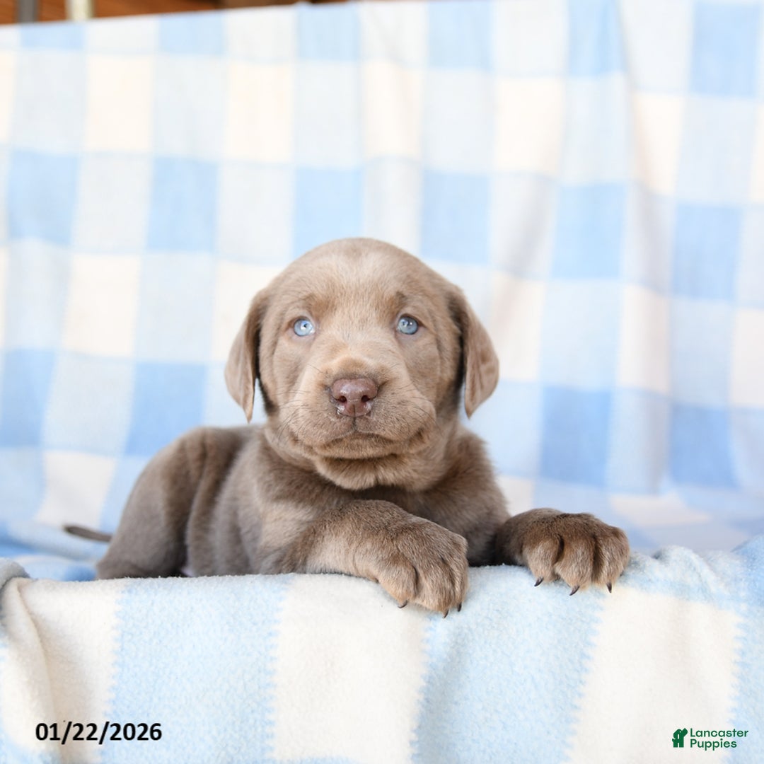 Labrador Retriever dogs for sale: Pebbles - Ad 1